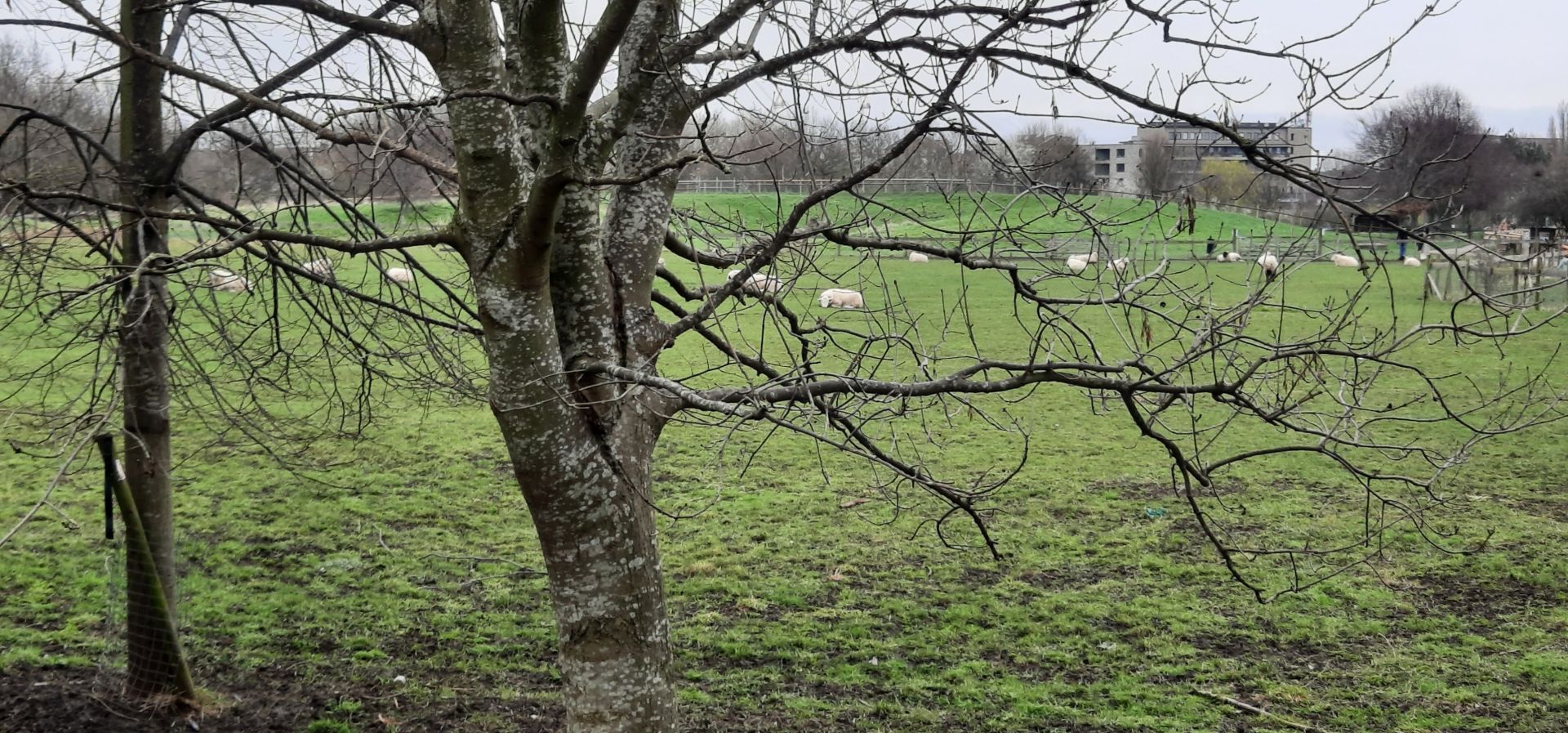 Sheep in the city